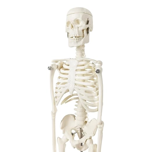 EVOTECH SCIENTIFIC Mini Human Skeleton Model for Anatomy, 17.7'' Full Body Human Skeleton Model with Movable Arms and Legs on Base for Medical Teaching Learning, Students Learning Education Tool