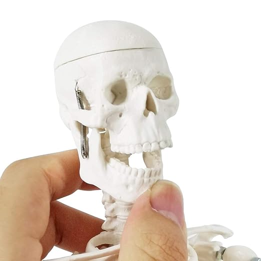 EVOTECH SCIENTIFIC Mini Human Skeleton Model for Anatomy, 17.7'' Full Body Human Skeleton Model with Movable Arms and Legs on Base for Medical Teaching Learning, Students Learning Education Tool