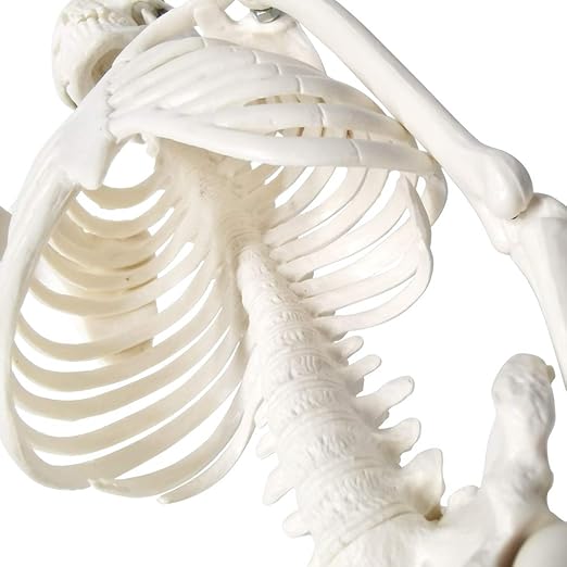 EVOTECH SCIENTIFIC Mini Human Skeleton Model for Anatomy, 17.7'' Full Body Human Skeleton Model with Movable Arms and Legs on Base for Medical Teaching Learning, Students Learning Education Tool
