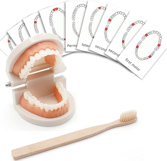 MEROCO Kids Dentist Play Set Plastic Teeth with Brush Teeth Flash Cards Life Skill Learning Toys for Toddlers Birthday Gift