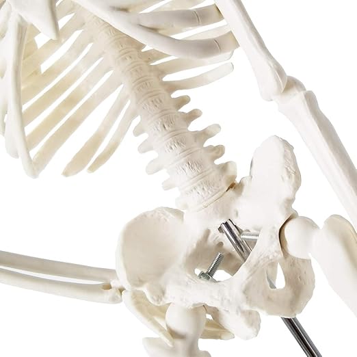 EVOTECH SCIENTIFIC Mini Human Skeleton Model for Anatomy, 17.7'' Full Body Human Skeleton Model with Movable Arms and Legs on Base for Medical Teaching Learning, Students Learning Education Tool