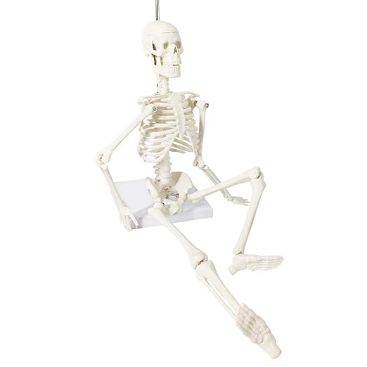 EVOTECH SCIENTIFIC Mini Human Skeleton Model for Anatomy, 17.7'' Full Body Human Skeleton Model with Movable Arms and Legs on Base for Medical Teaching Learning, Students Learning Education Tool
