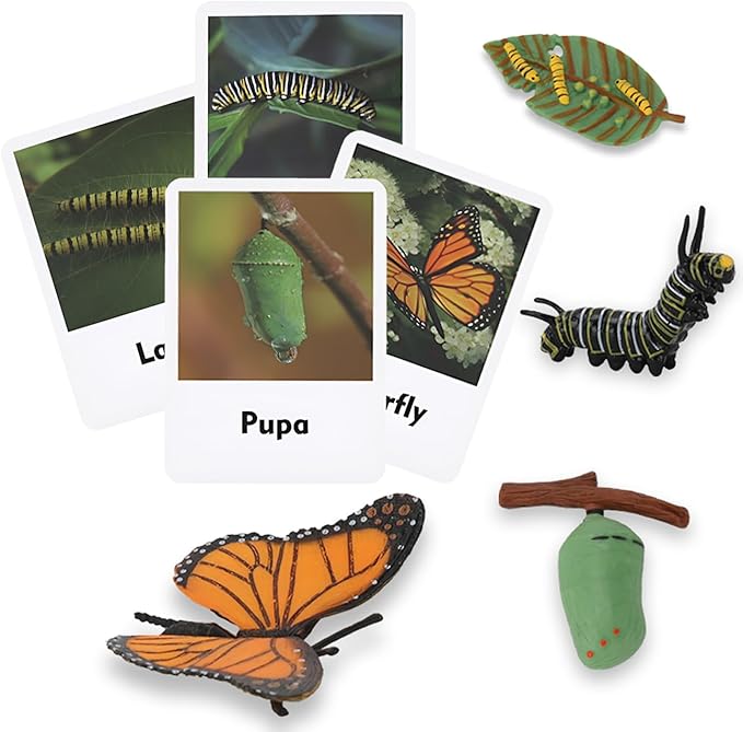 Montessori Life Cycle Learning - Montessori Life Cycle Animal Figures with Flash Cards, Plastic Insects Monarch Butterfly Kit Caterpillar Toy for Kids, Realistic Animal Figurines (Butterfly)