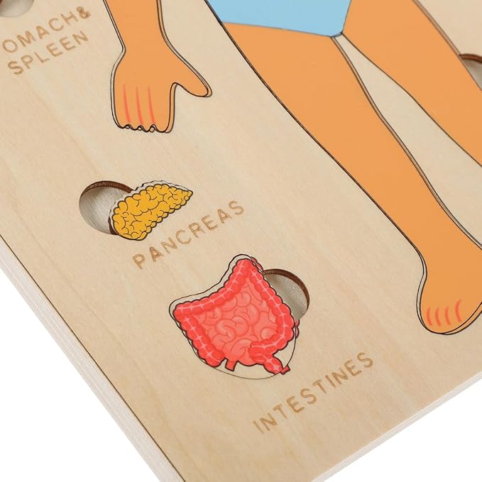Montessori Jigsaw Puzzle of Human Structure Kids Human Learning Toy Anatomy Organ Model Anatomy Toy Children Human Organ Education Toys Human Organ Teaching Aids (Boy)