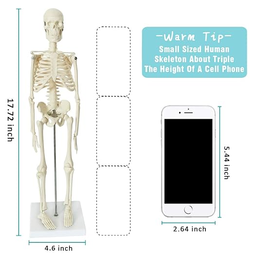 EVOTECH SCIENTIFIC Mini Human Skeleton Model for Anatomy, 17.7'' Full Body Human Skeleton Model with Movable Arms and Legs on Base for Medical Teaching Learning, Students Learning Education Tool