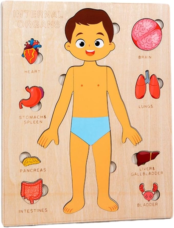 Montessori Jigsaw Puzzle of Human Structure Kids Human Learning Toy Anatomy Organ Model Anatomy Toy Children Human Organ Education Toys Human Organ Teaching Aids (Boy)