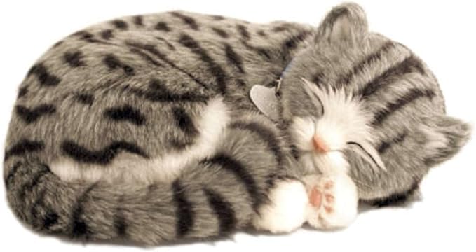 Grey Tabby Cat