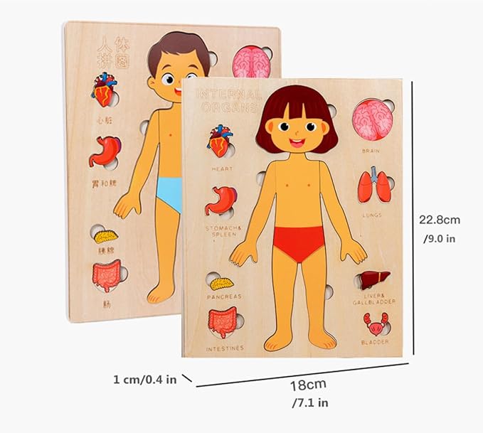 Montessori Jigsaw Puzzle of Human Structure Kids Human Learning Toy Anatomy Organ Model Anatomy Toy Children Human Organ Education Toys Human Organ Teaching Aids (Boy)