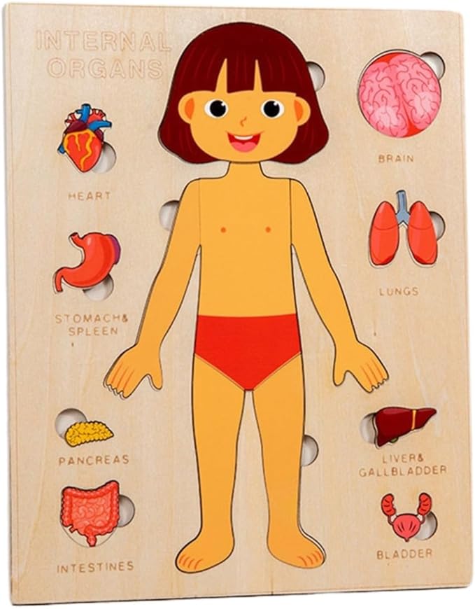 Montessori Jigsaw Puzzle of Human Structure Kids Human Learning Toy Anatomy Organ Model Anatomy Toy Children Human Organ Education Toys Human Organ Teaching Aids (Girl)