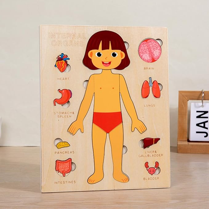 Montessori Jigsaw Puzzle of Human Structure Kids Human Learning Toy Anatomy Organ Model Anatomy Toy Children Human Organ Education Toys Human Organ Teaching Aids (Boy)