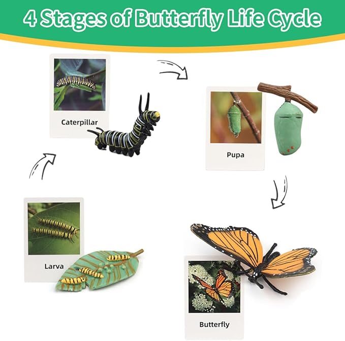 Montessori Life Cycle Learning - Montessori Life Cycle Animal Figures with Flash Cards, Plastic Insects Monarch Butterfly Kit Caterpillar Toy for Kids, Realistic Animal Figurines (Butterfly)