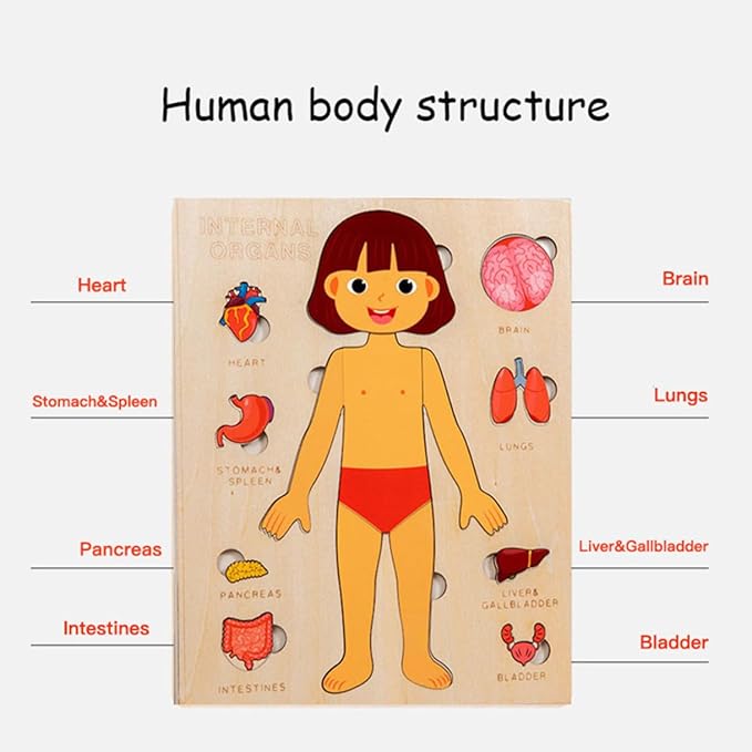 Montessori Jigsaw Puzzle of Human Structure Kids Human Learning Toy Anatomy Organ Model Anatomy Toy Children Human Organ Education Toys Human Organ Teaching Aids (Boy)