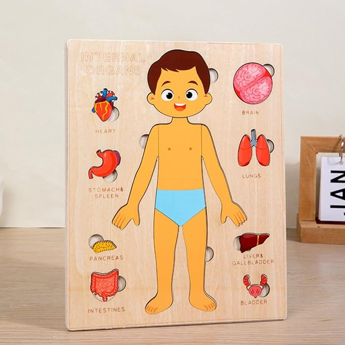 Montessori Jigsaw Puzzle of Human Structure Kids Human Learning Toy Anatomy Organ Model Anatomy Toy Children Human Organ Education Toys Human Organ Teaching Aids (Girl)