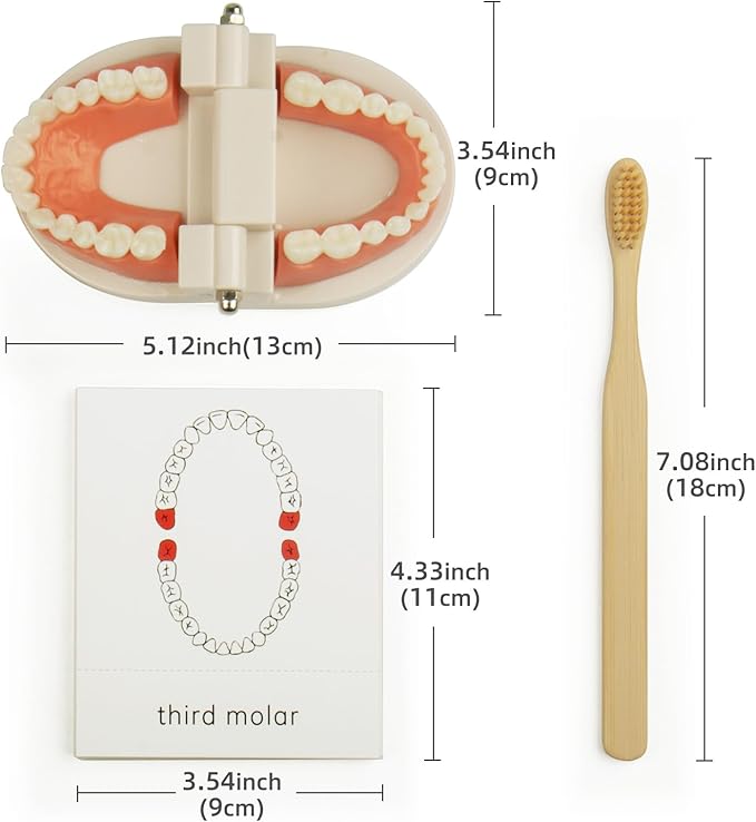 MEROCO Kids Dentist Play Set Plastic Teeth with Brush Teeth Flash Cards Life Skill Learning Toys for Toddlers Birthday Gift