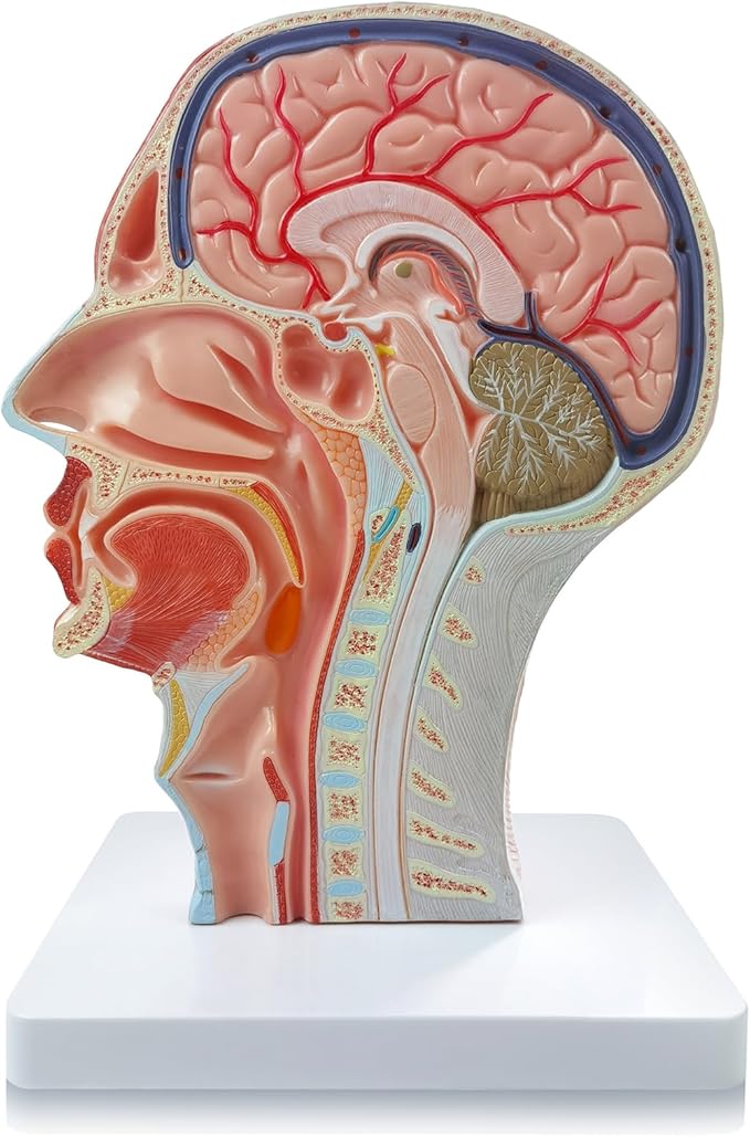 NEW HORIZON Life Size Anatomical Head Model Skull,Half Human Head Superficial Neurovascular Model with Musculature, and Brain for Medical Teaching Learning, Learning Education Display Tool