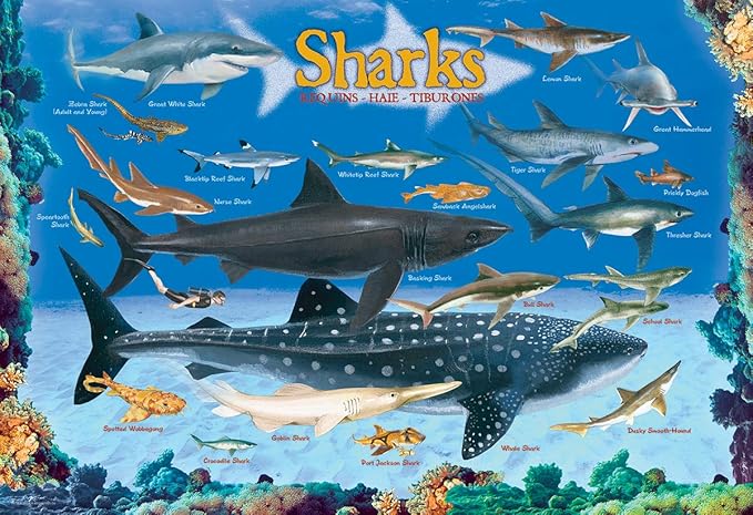 Sharks 100 Piece Jigsaw Puzzle