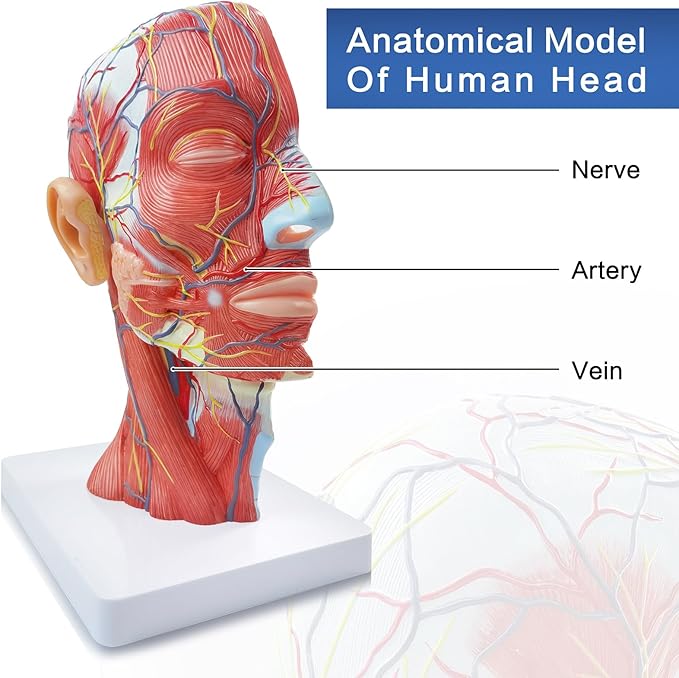 NEW HORIZON Life Size Anatomical Head Model Skull,Half Human Head Superficial Neurovascular Model with Musculature, and Brain for Medical Teaching Learning, Learning Education Display Tool