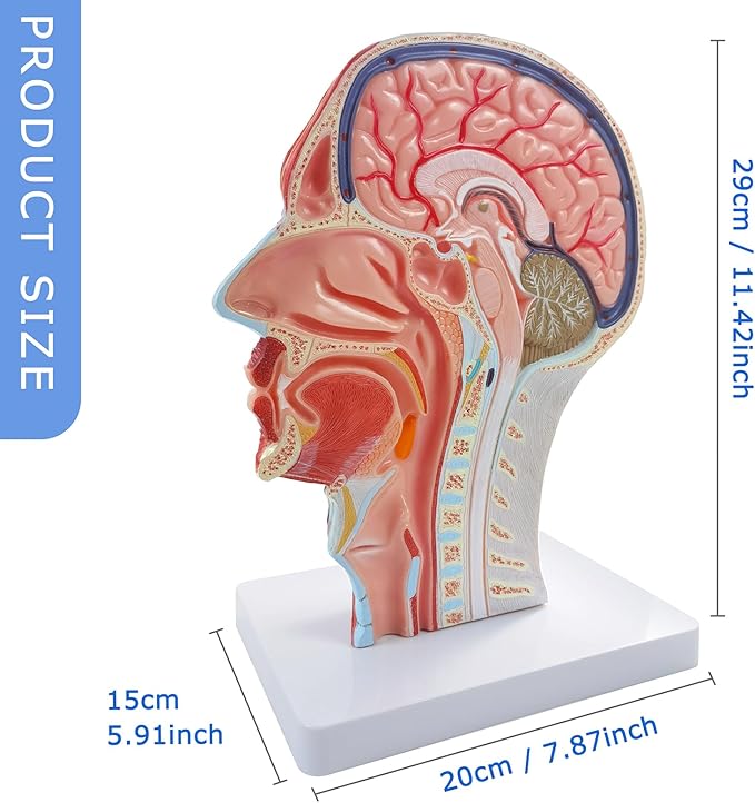 NEW HORIZON Life Size Anatomical Head Model Skull,Half Human Head Superficial Neurovascular Model with Musculature, and Brain for Medical Teaching Learning, Learning Education Display Tool