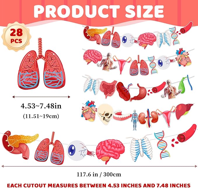 4 Strings 28 Pcs Anatomy Themed Hanging Banner, Human Body Parts Educational Cutouts Garland for Classroom Decorations, Science Party Supplies, School Learning Tools, and Medical Office Decor