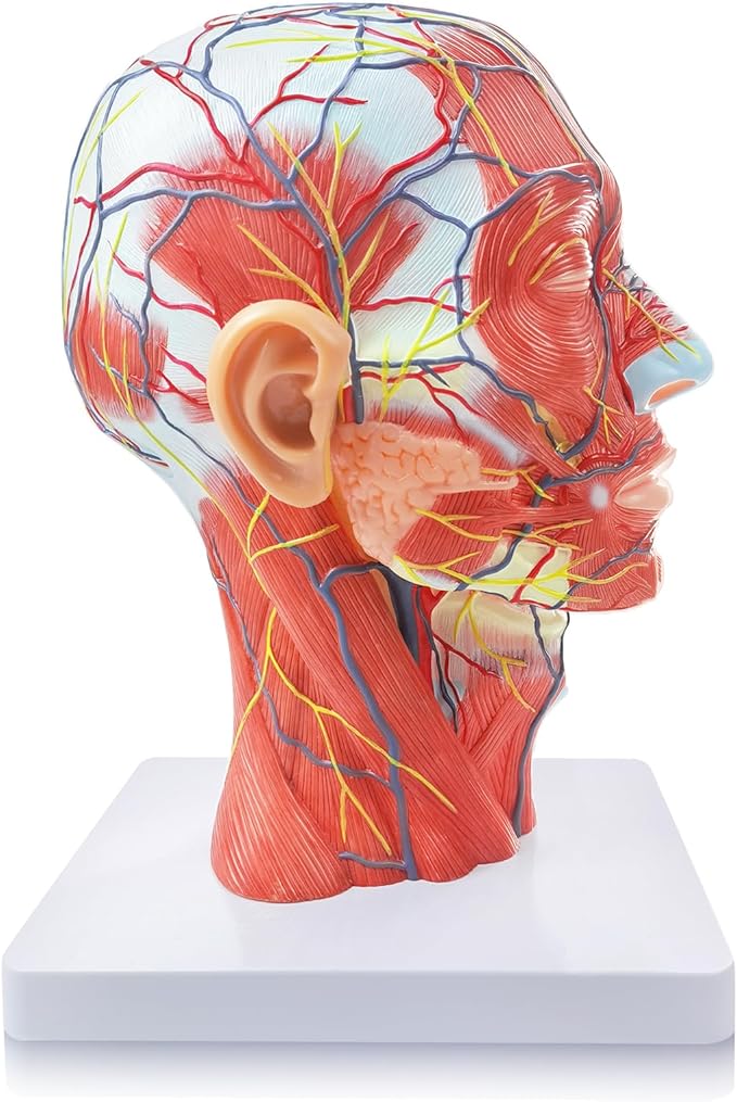 NEW HORIZON Life Size Anatomical Head Model Skull,Half Human Head Superficial Neurovascular Model with Musculature, and Brain for Medical Teaching Learning, Learning Education Display Tool