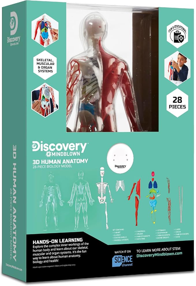 Discovery 3D Human Anatomy Biology Model Kit, 28-Piece Glow-in-The-Dark Human Body Model Skeleton, Interactive Learning & Education Toys Ages 8+
