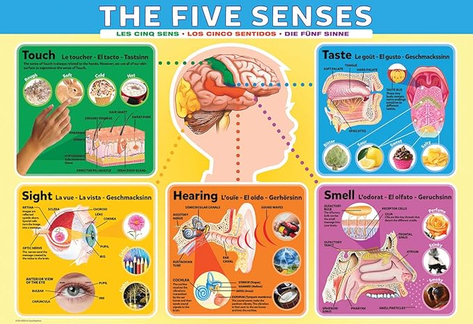 EuroGraphics Five Senses Jigsaw Puzzle (200-Piece)