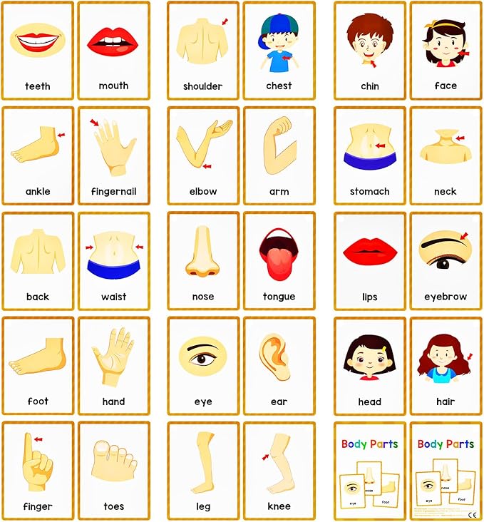Learning Flashcards Body Parts, 28 Different Body Parts Educational Cards, Social Learning Card for Kids