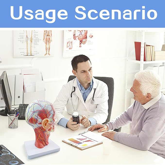 NEW HORIZON Life Size Anatomical Head Model Skull,Half Human Head Superficial Neurovascular Model with Musculature, and Brain for Medical Teaching Learning, Learning Education Display Tool