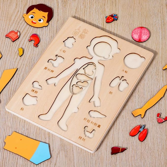 Montessori Jigsaw Puzzle of Human Structure Kids Human Learning Toy Anatomy Organ Model Anatomy Toy Children Human Organ Education Toys Human Organ Teaching Aids (Boy)