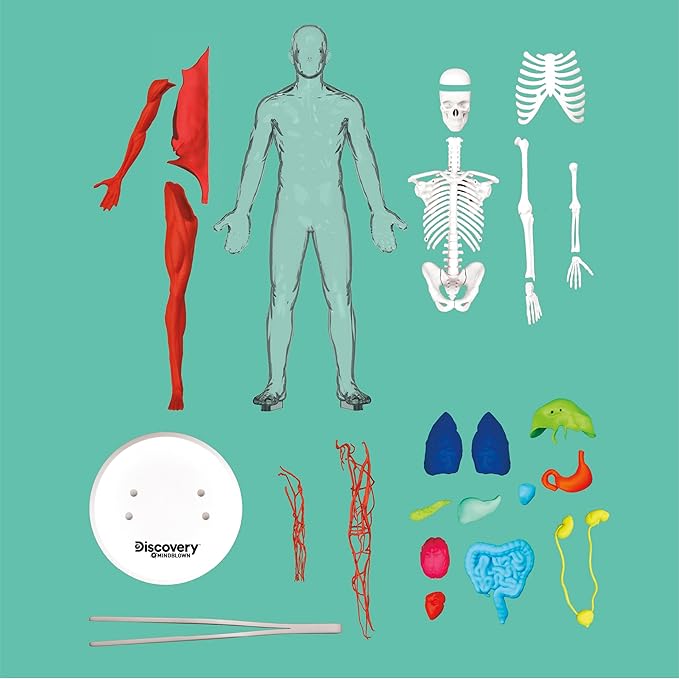 Discovery 3D Human Anatomy Biology Model Kit, 28-Piece Glow-in-The-Dark Human Body Model Skeleton, Interactive Learning & Education Toys Ages 8+