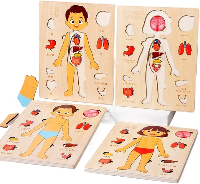 Montessori Jigsaw Puzzle of Human Structure Kids Human Learning Toy Anatomy Organ Model Anatomy Toy Children Human Organ Education Toys Human Organ Teaching Aids (Boy)