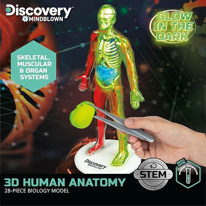 Discovery 3D Human Anatomy Biology Model Kit, 28-Piece Glow-in-The-Dark Human Body Model Skeleton, Interactive Learning & Education Toys Ages 8+