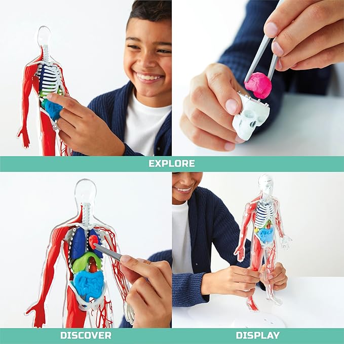 Discovery 3D Human Anatomy Biology Model Kit, 28-Piece Glow-in-The-Dark Human Body Model Skeleton, Interactive Learning & Education Toys Ages 8+