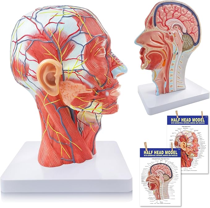 NEW HORIZON Life Size Anatomical Head Model Skull,Half Human Head Superficial Neurovascular Model with Musculature, and Brain for Medical Teaching Learning, Learning Education Display Tool